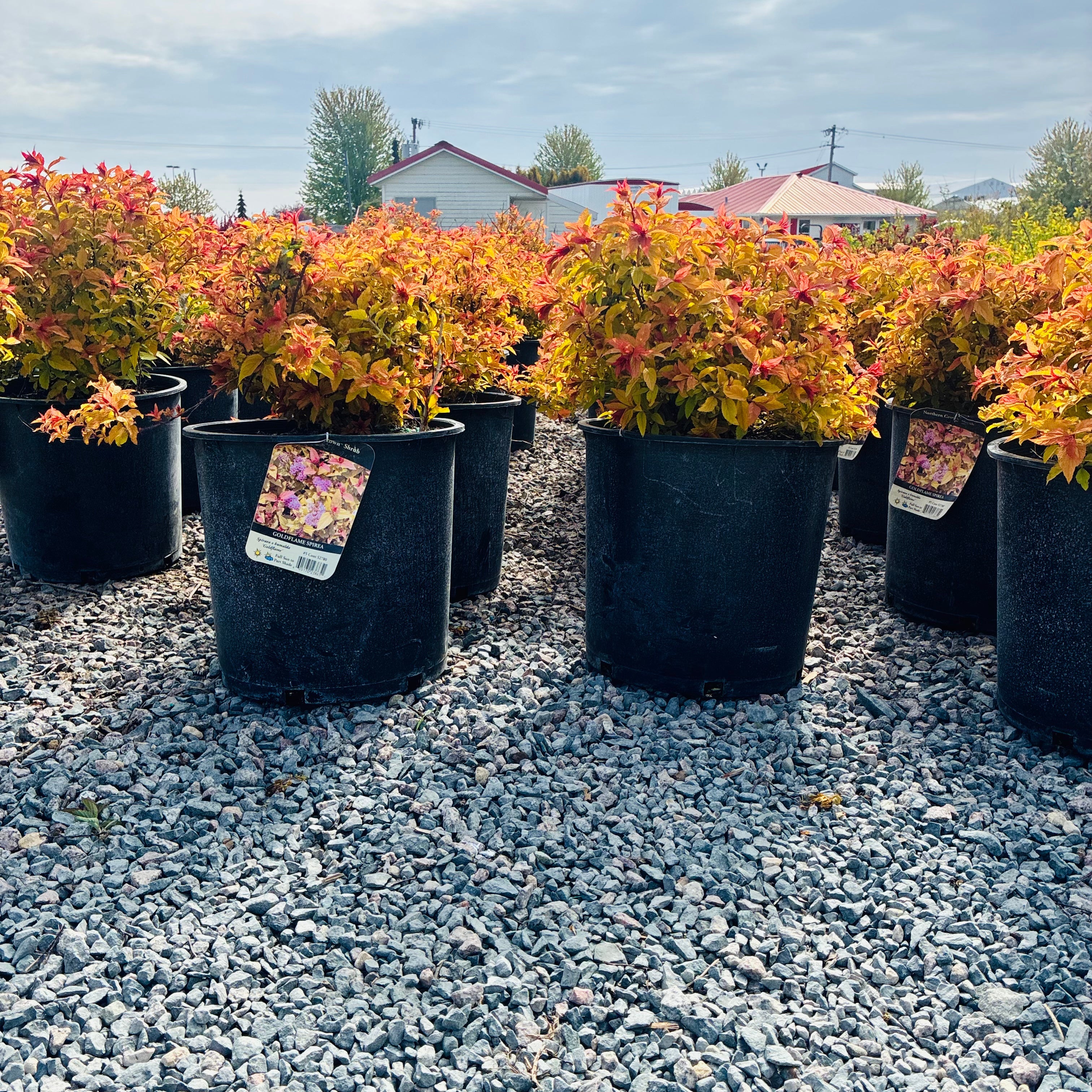 Goldflame Spirea (Spiraea japonica 'Goldfire') in nursery container — St. Paul, MN