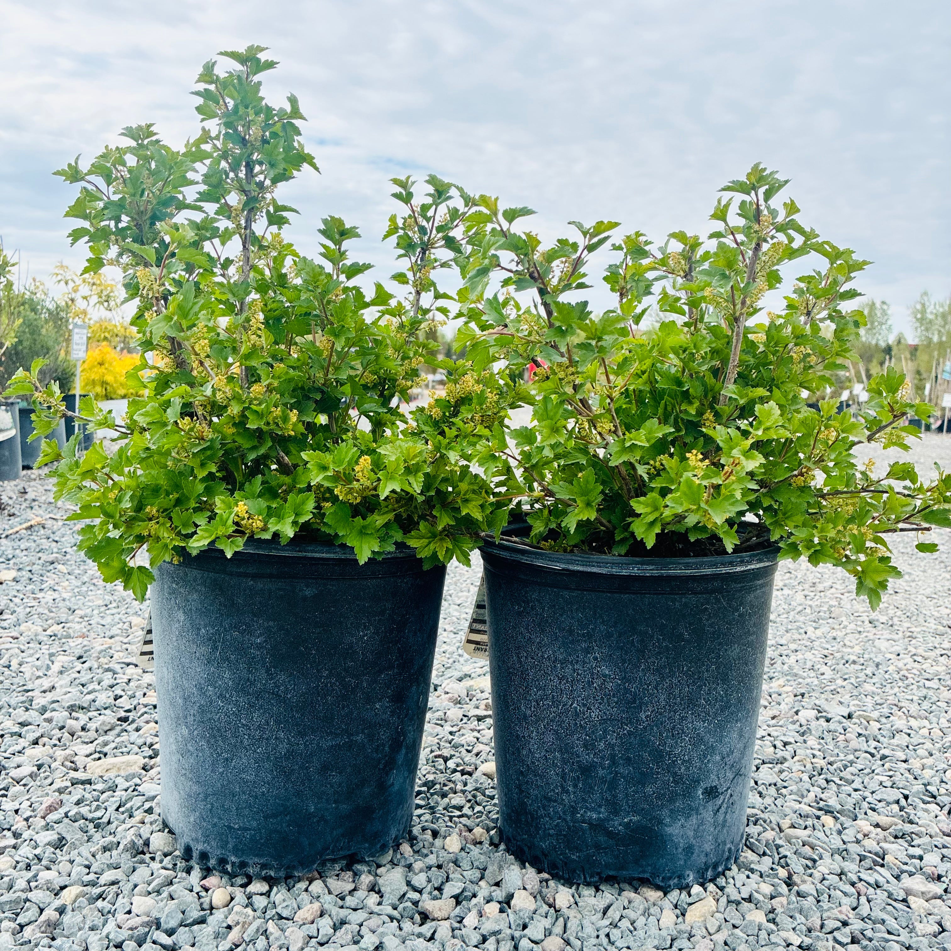 Green Mound Alpine Currant (Ribes alpinum 'Green Mound') — St. Paul, MN
