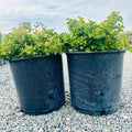 Green Mound Alpine Currant (Ribes alpinum 'Green Mound') in nursery container — Edina, MN