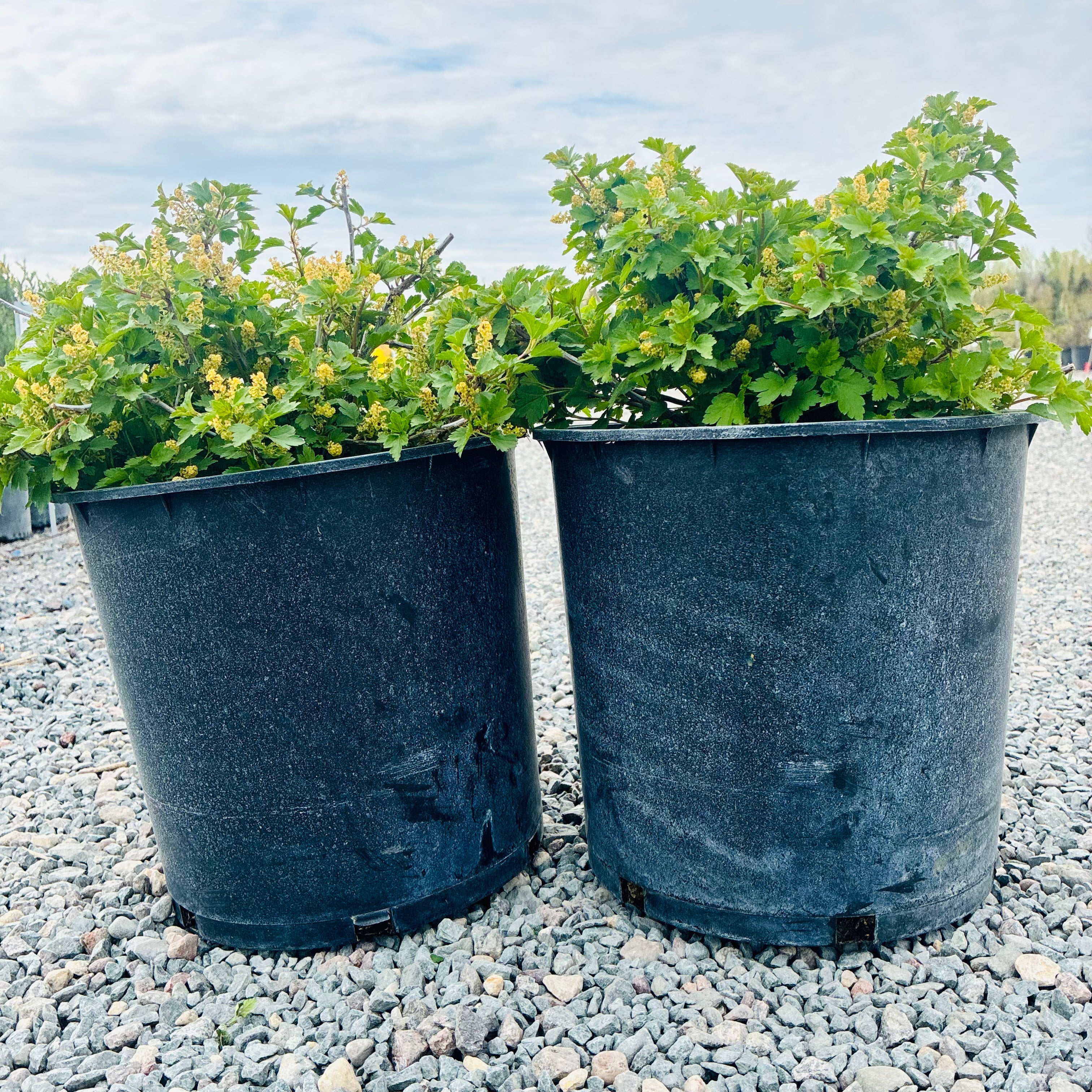 Green Mound Alpine Currant (Ribes alpinum 'Green Mound') in nursery container — Edina, MN