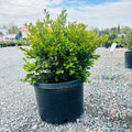 Green Velvet Boxwood (Buxus 'Green Velvet') — Twin Cities, MN