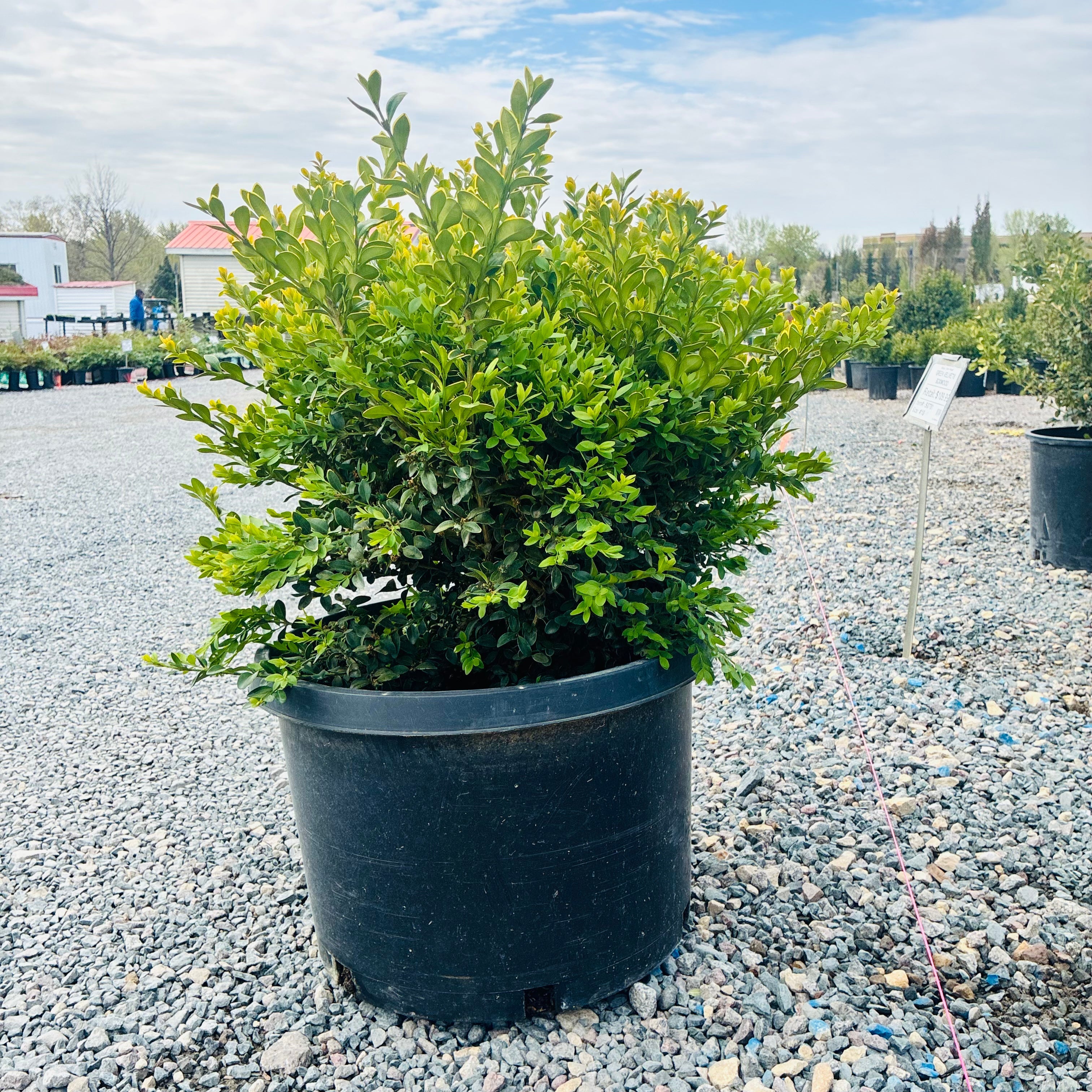 Green Velvet Boxwood (Buxus 'Green Velvet') — Twin Cities, MN