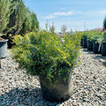 Grey Owl Juniper — Minneapolis, MN