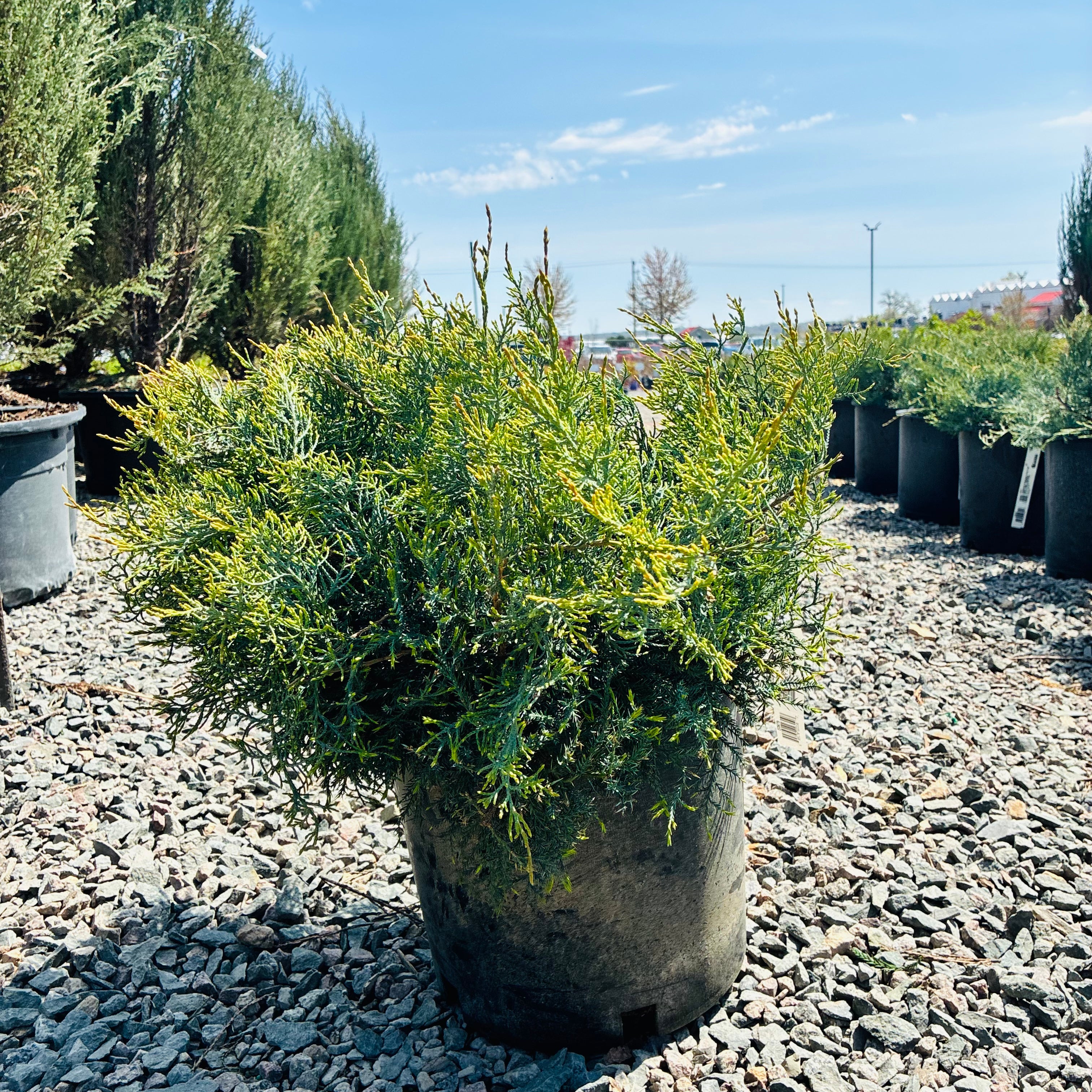 Grey Owl Juniper — Minneapolis, MN