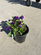 Halo Violet Viola in nursery container — Wayzata, MN