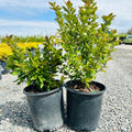 Hedge Cotoneaster (Cotoneaster lucidus) — Minnetonka, MN