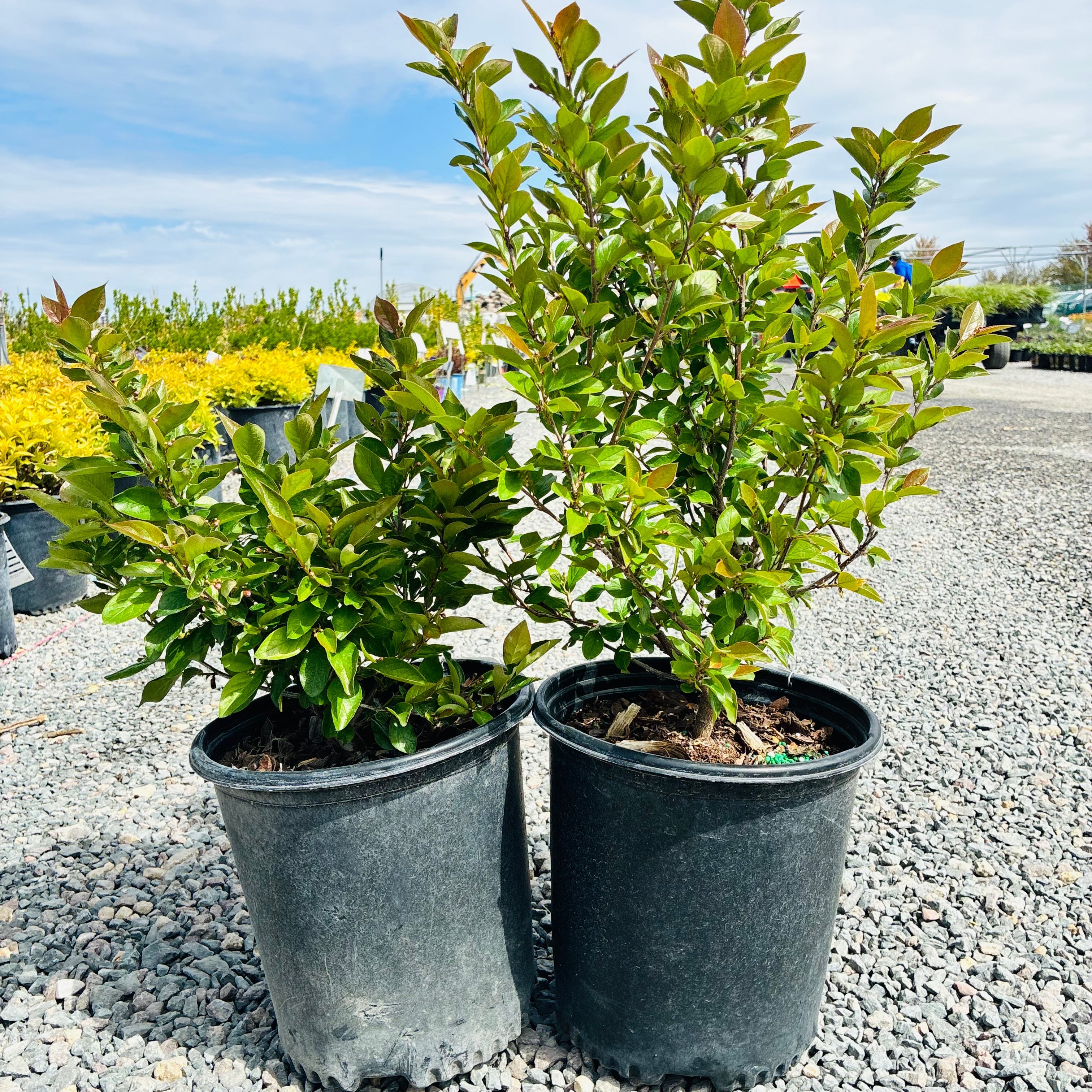 Hedge Cotoneaster (Cotoneaster lucidus) — Minnetonka, MN