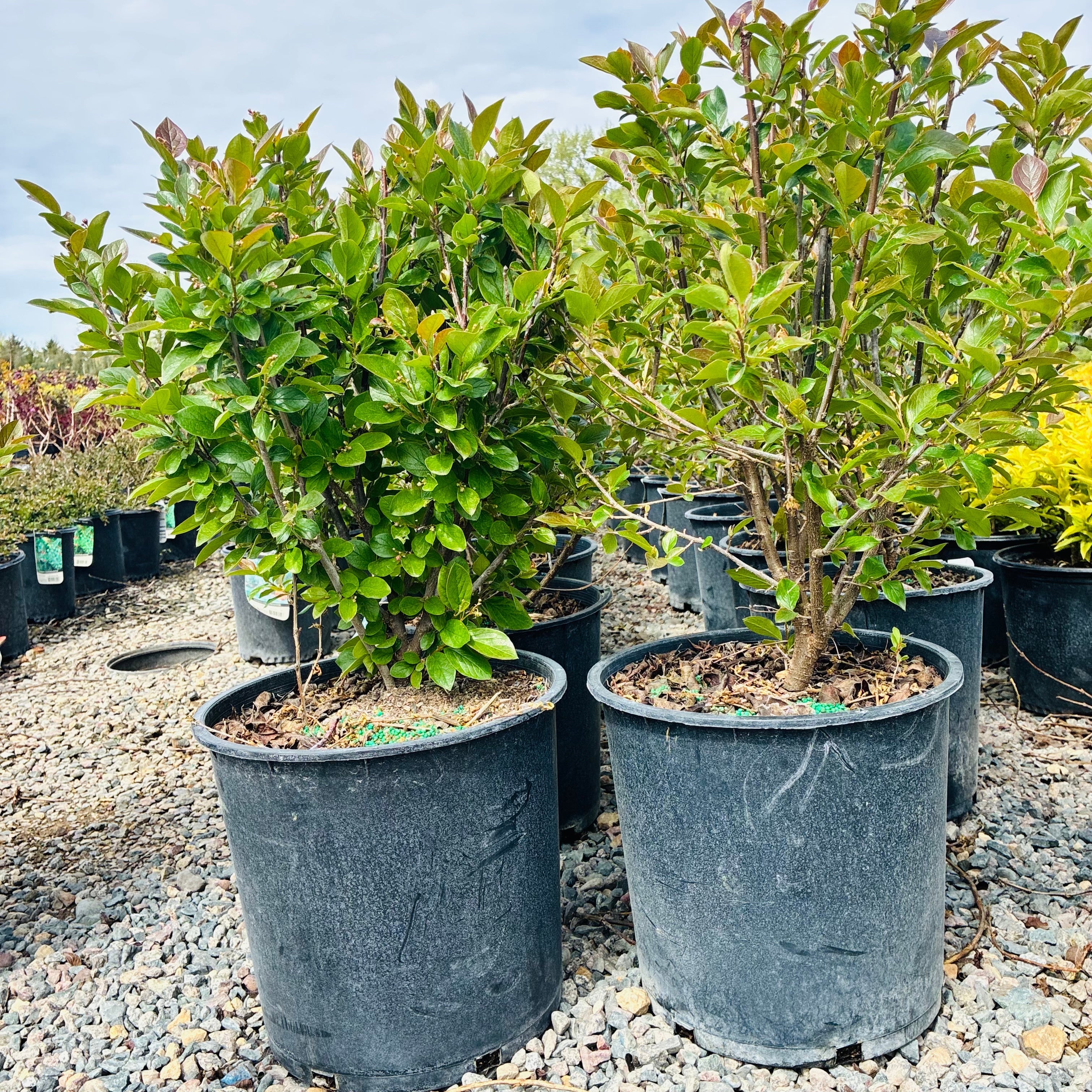 Hedge Cotoneaster (Cotoneaster lucidus) in nursery container — Wayzata, MN