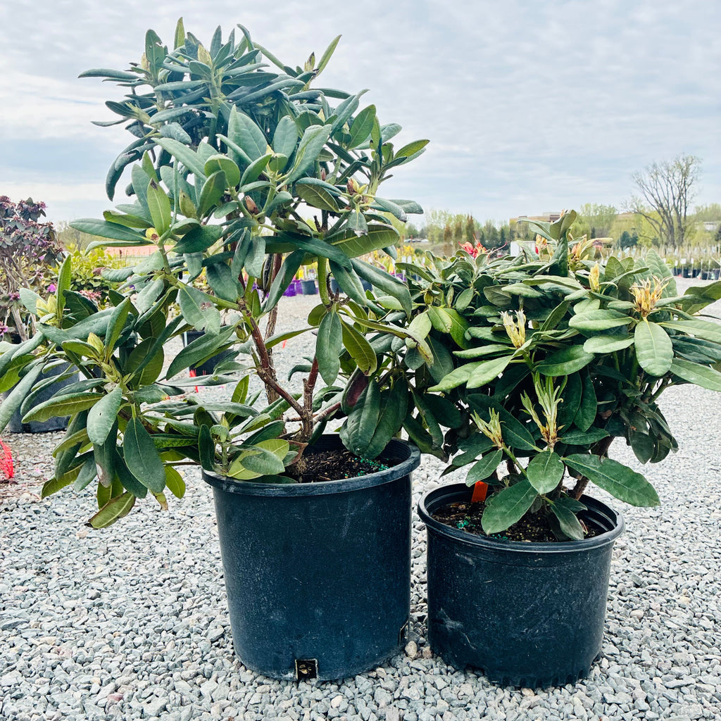 Hellikki Rhododendron (Rhododendron 'Hellikki University') — Maple Grove, MN