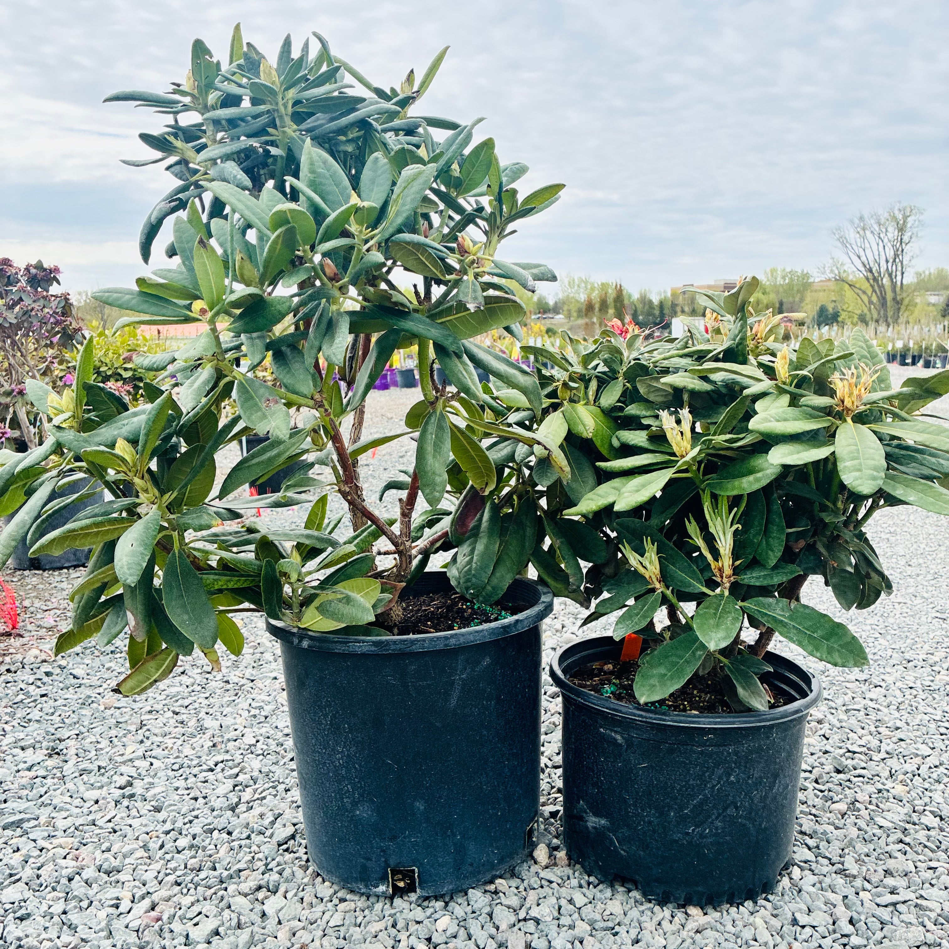 Hellikki Rhododendron (Rhododendron 'Hellikki University') — Maple Grove, MN