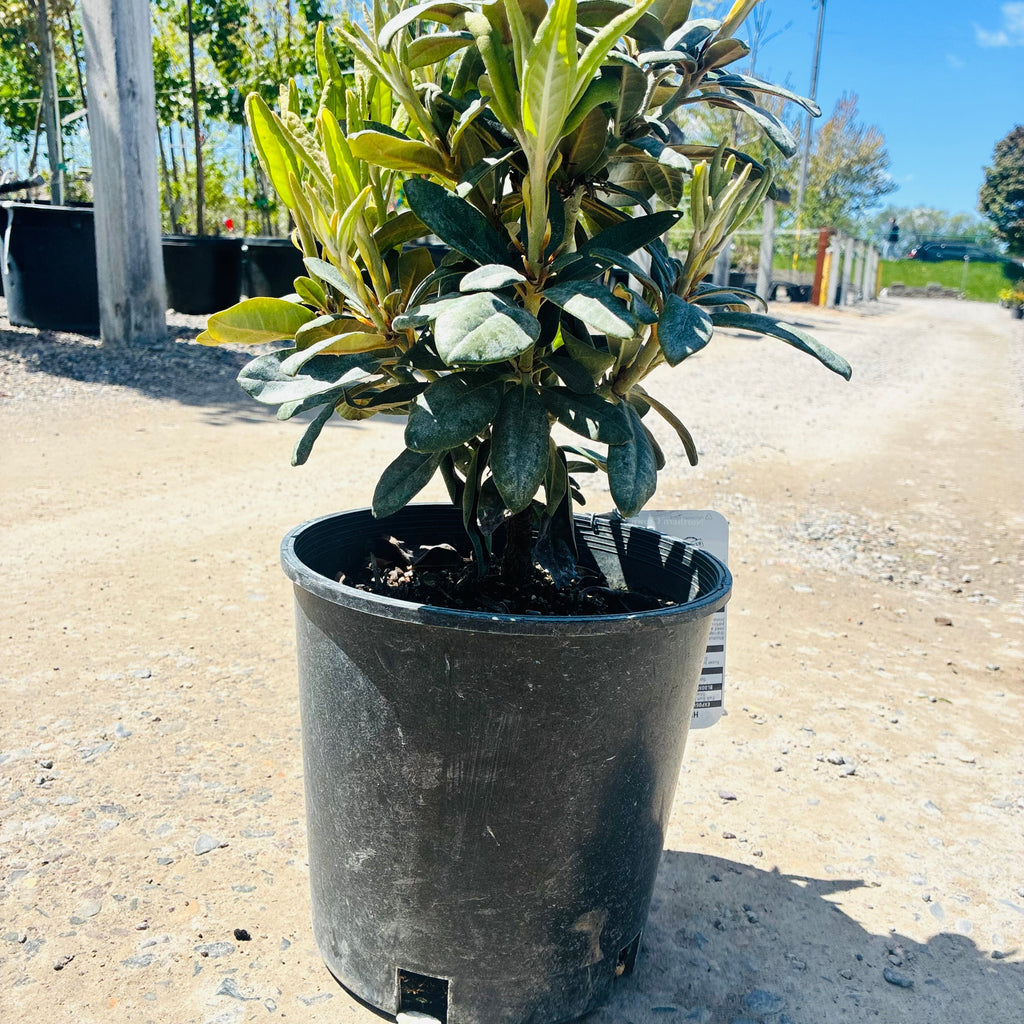Hellikki Rhododendron (Rhododendron 'Hellikki University') in nursery container — Bloomington, MN