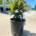 Hellikki Rhododendron (Rhododendron 'Hellikki University') in nursery container — Bloomington, MN