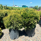 Hetz Midget Arborvitae in nursery container — St. Paul, MN