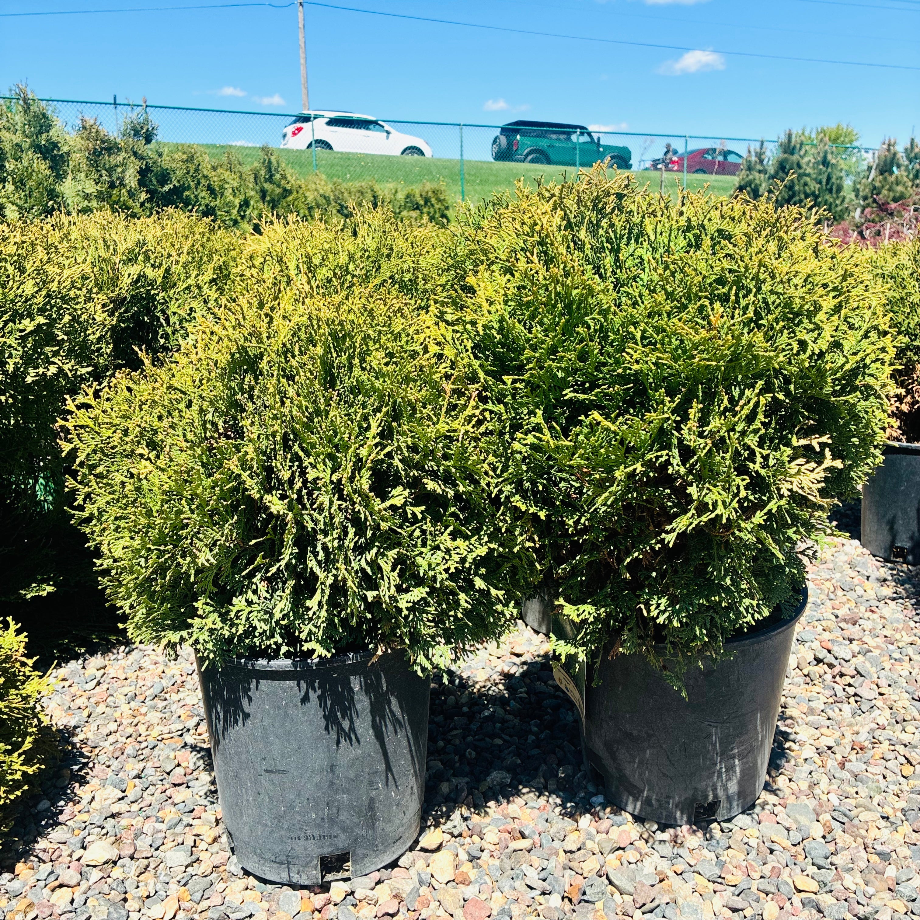 Hetz Midget Arborvitae in nursery container — St. Paul, MN