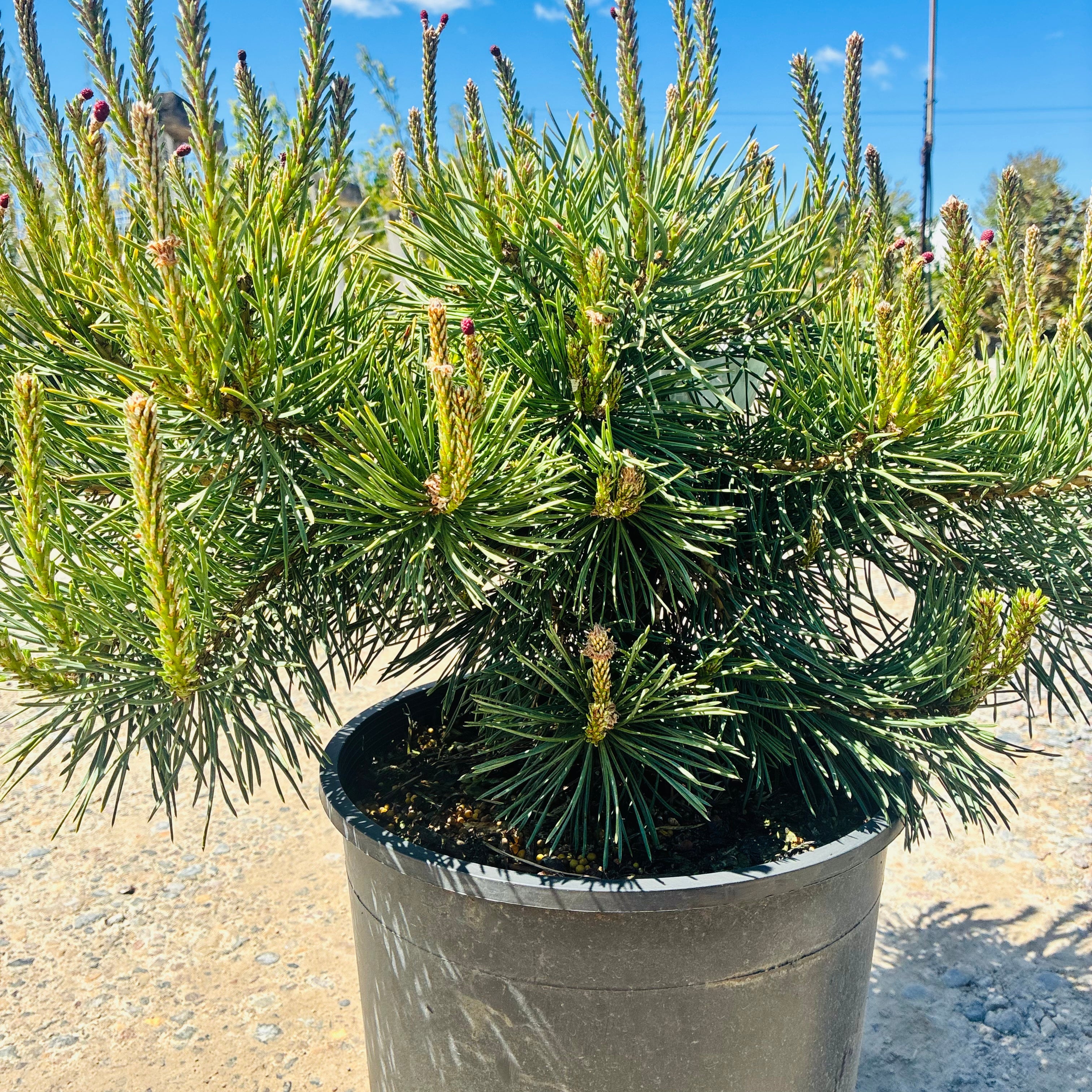 Hillside Creeper Scotch Pine in nursery container — St. Paul, MN