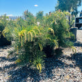 Hillside Creeper Scotch Pine — Minneapolis, MN