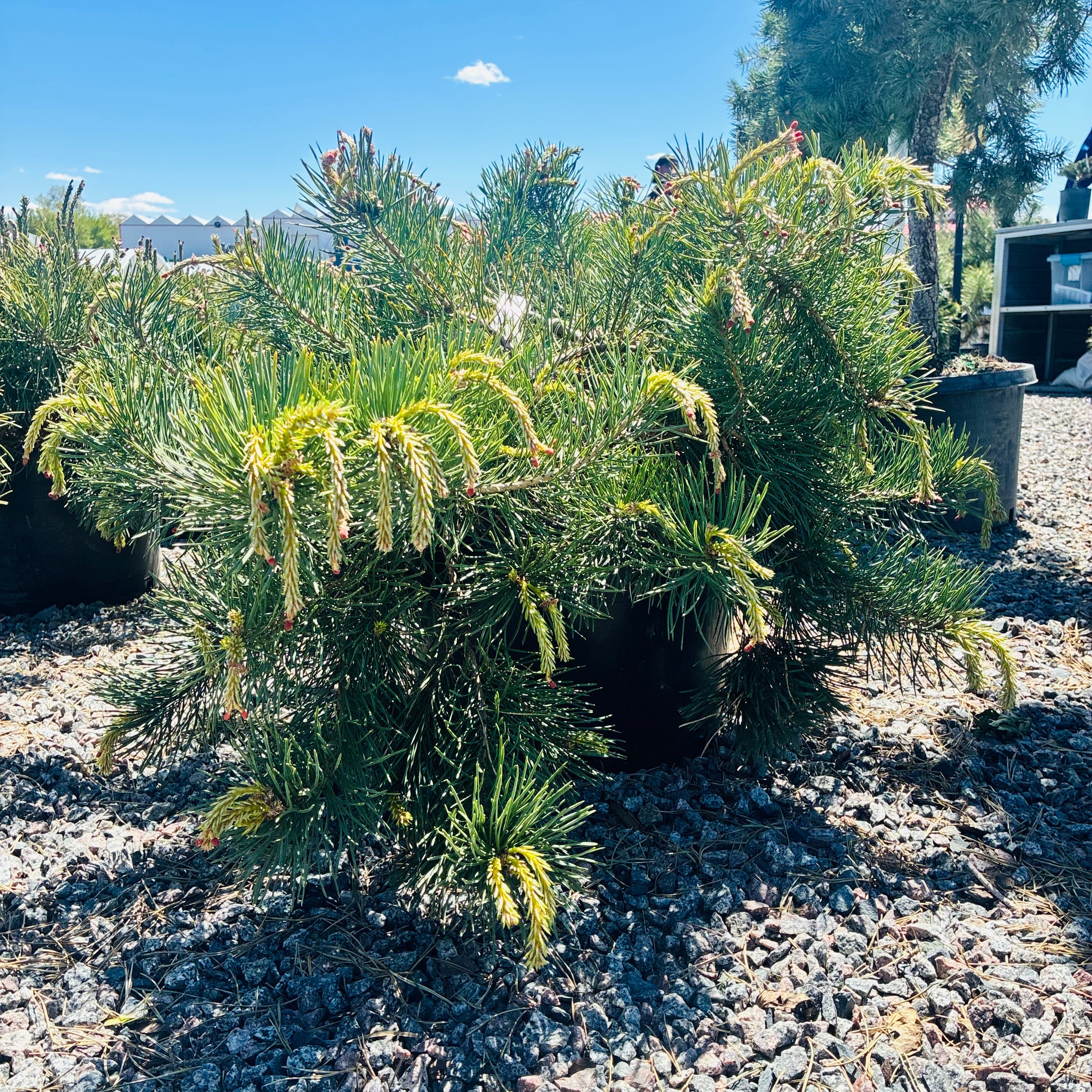 Hillside Creeper Scotch Pine — Minneapolis, MN