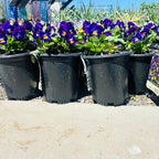 Halo Violet Viola — Minnetonka, MN