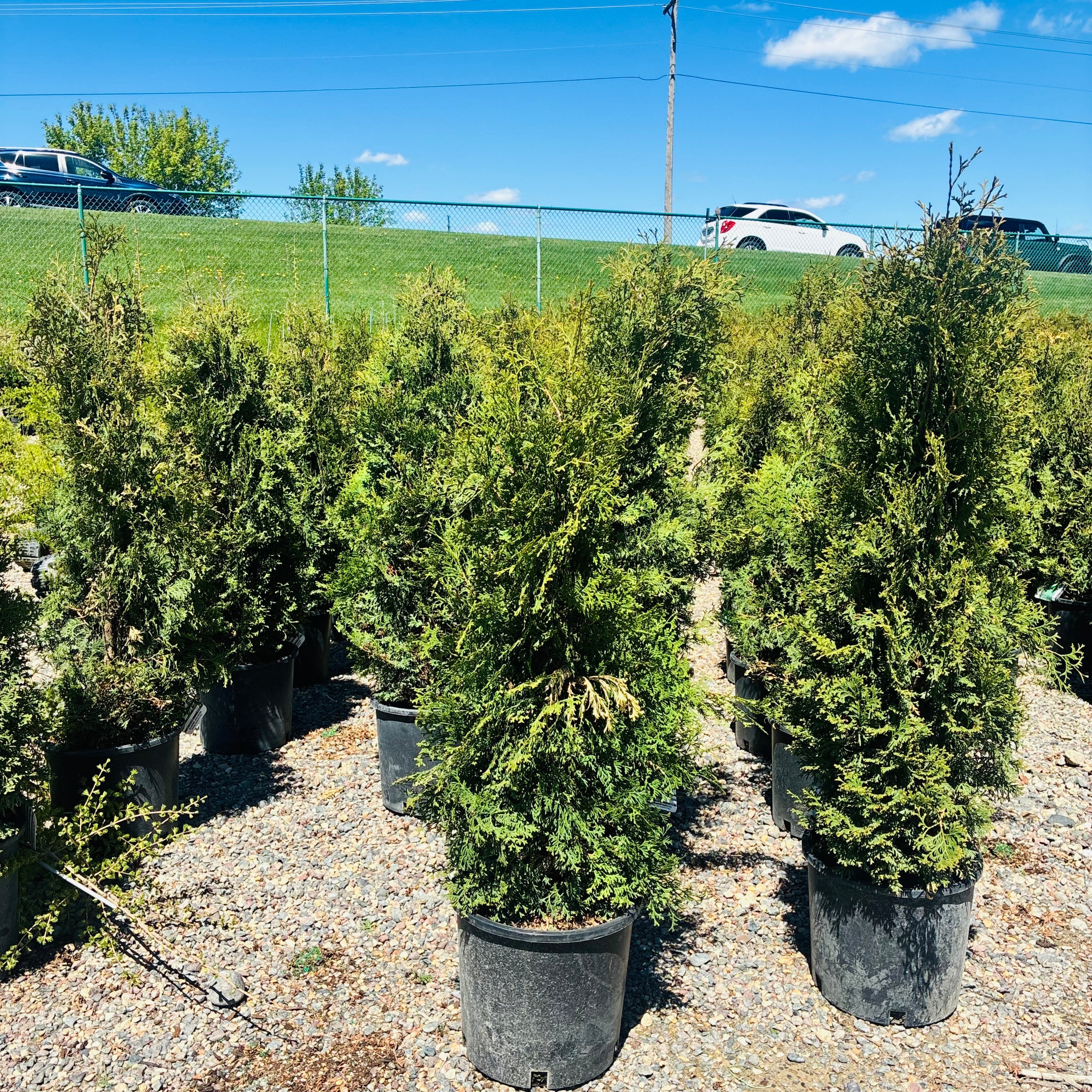 Holmstrup Arborvitae mature growth habit — Edina, MN