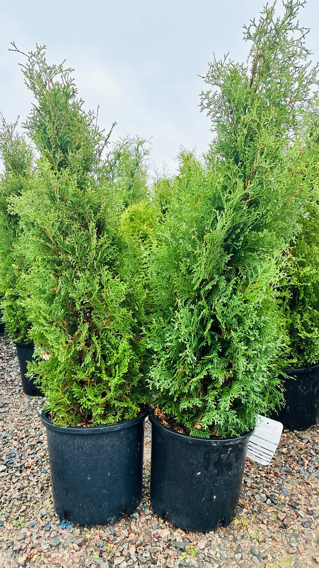 Holmstrup Arborvitae in nursery container — Minneapolis, MN