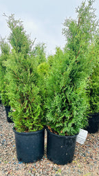 Holmstrup Arborvitae in nursery container — Minneapolis, MN