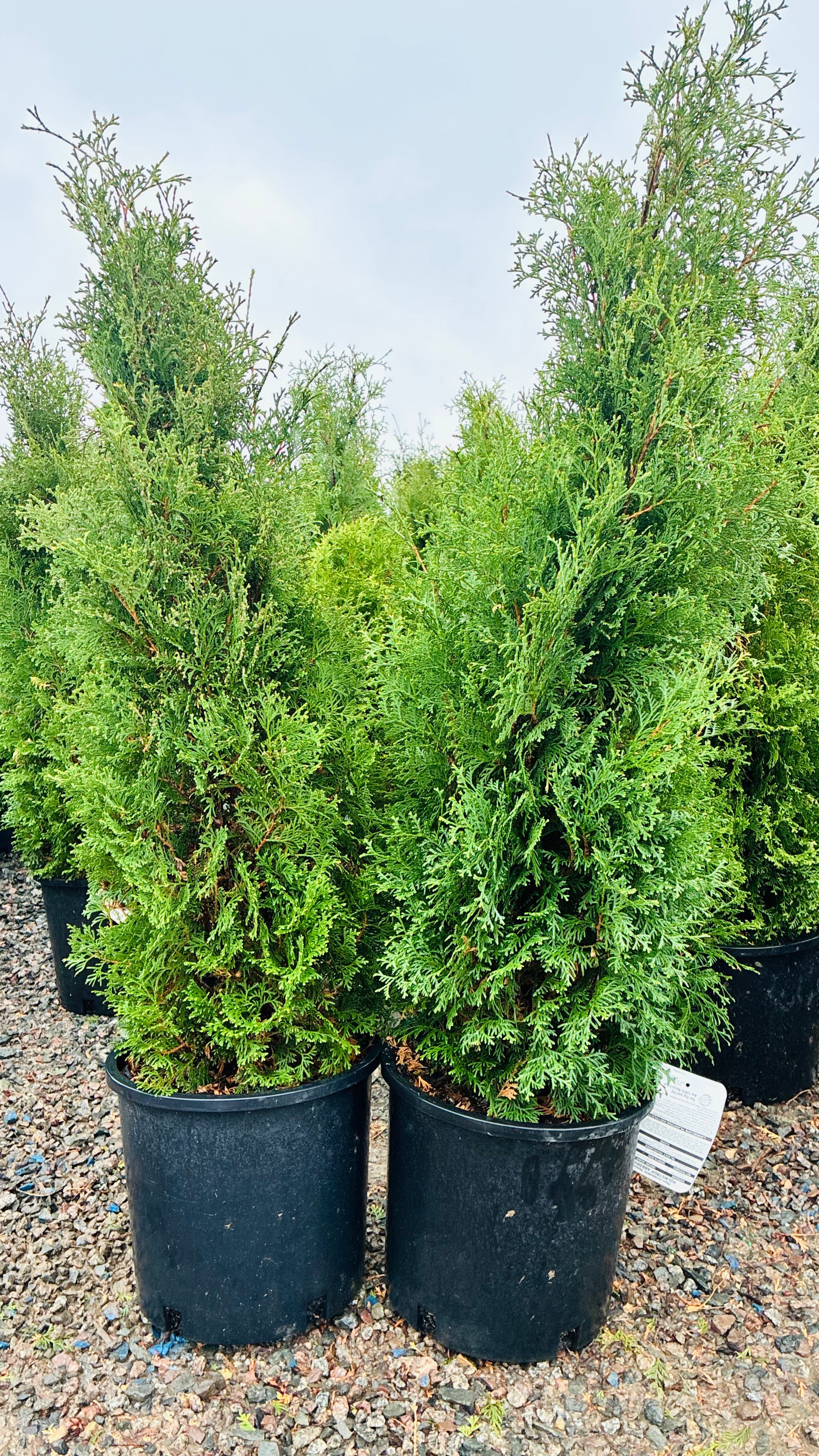 Holmstrup Arborvitae in nursery container — Minneapolis, MN