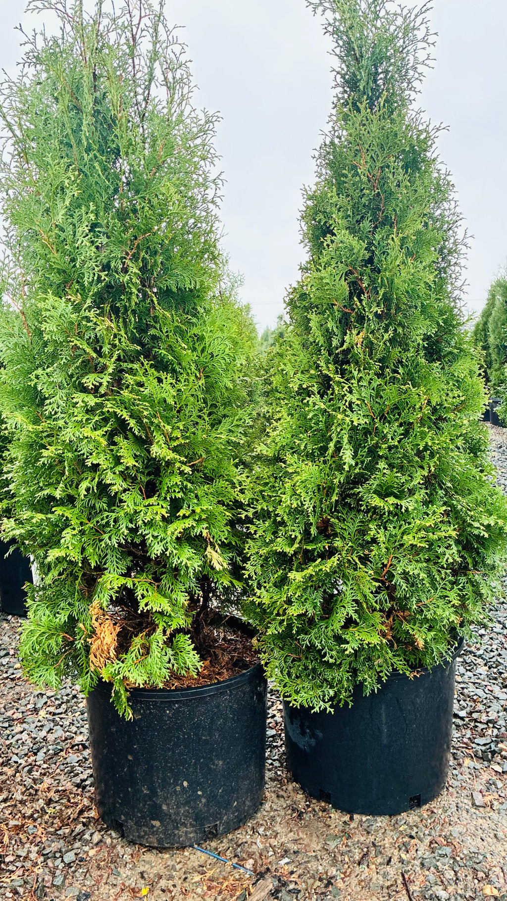 Holmstrup Arborvitae foliage detail — St. Paul, MN