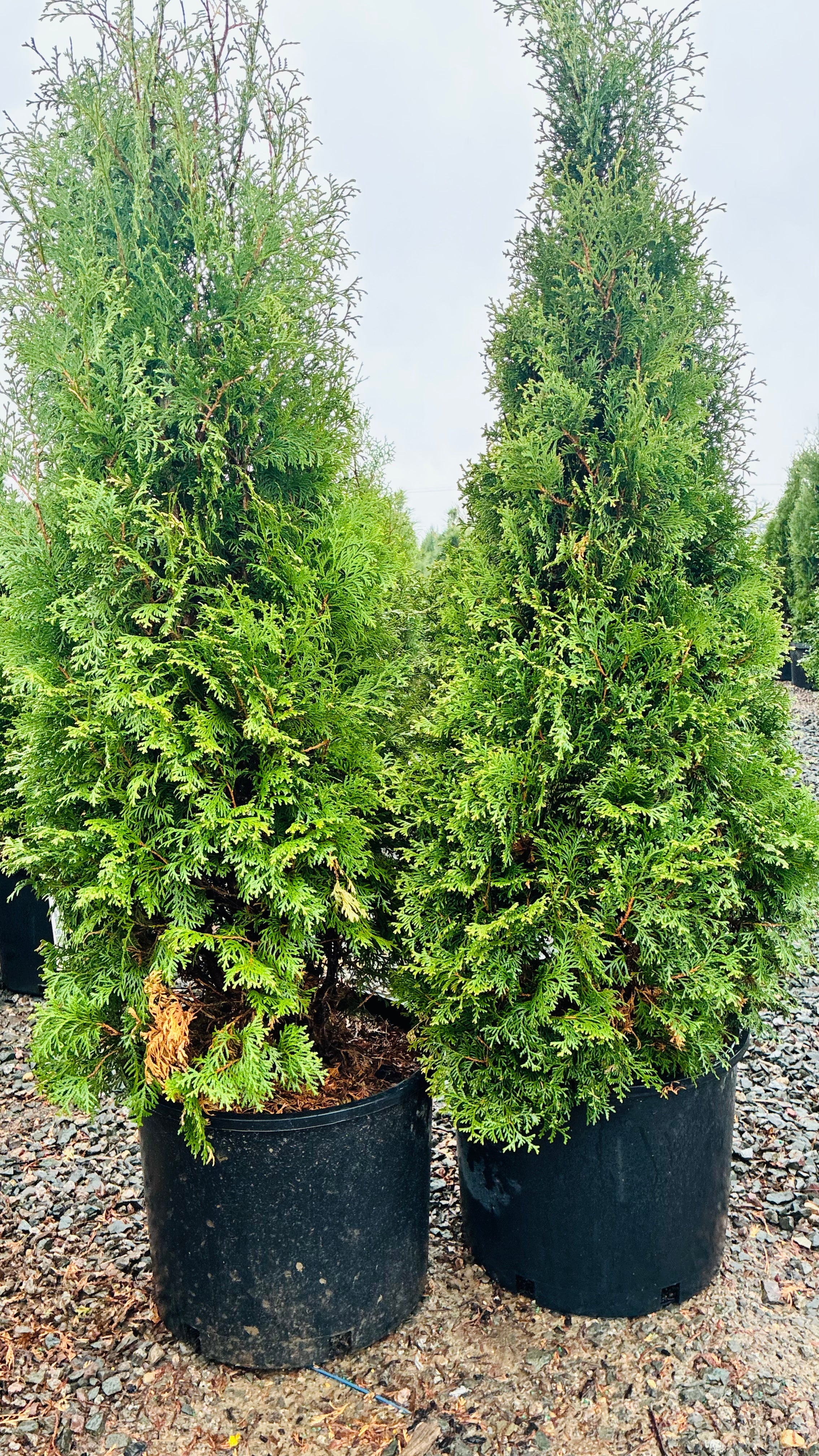 Holmstrup Arborvitae foliage detail — St. Paul, MN
