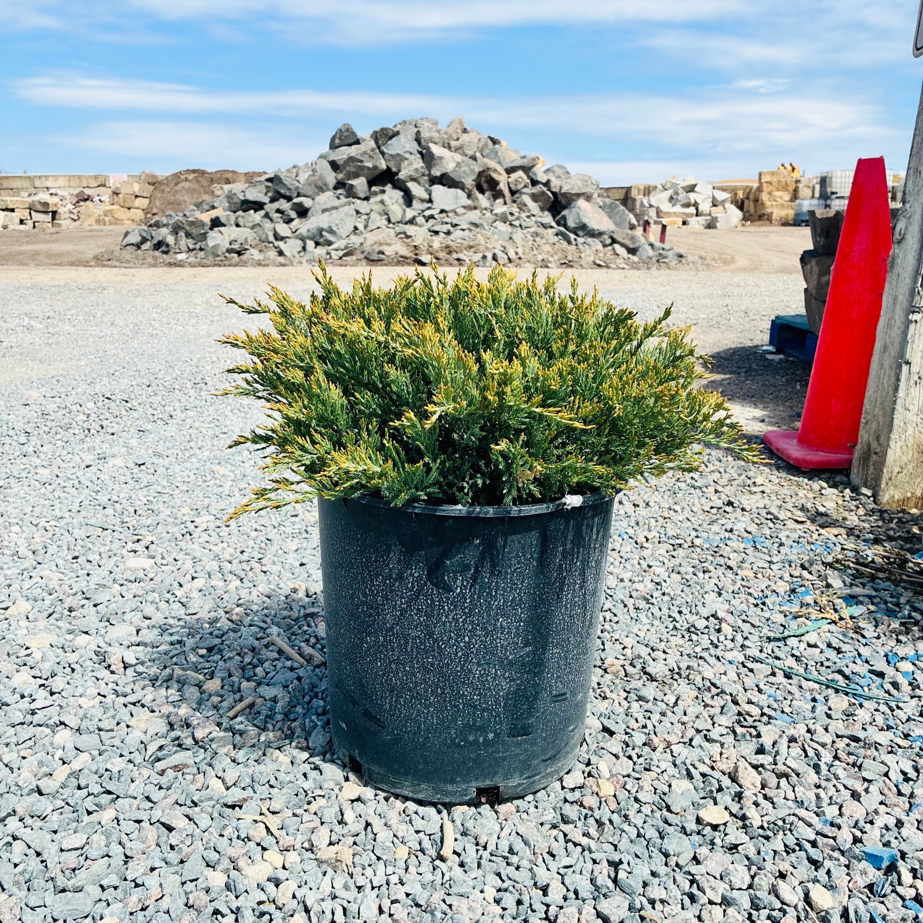 Hughes Juniper (Juniperus horizontalis 'Hughes') in nursery container — Wayzata, MN