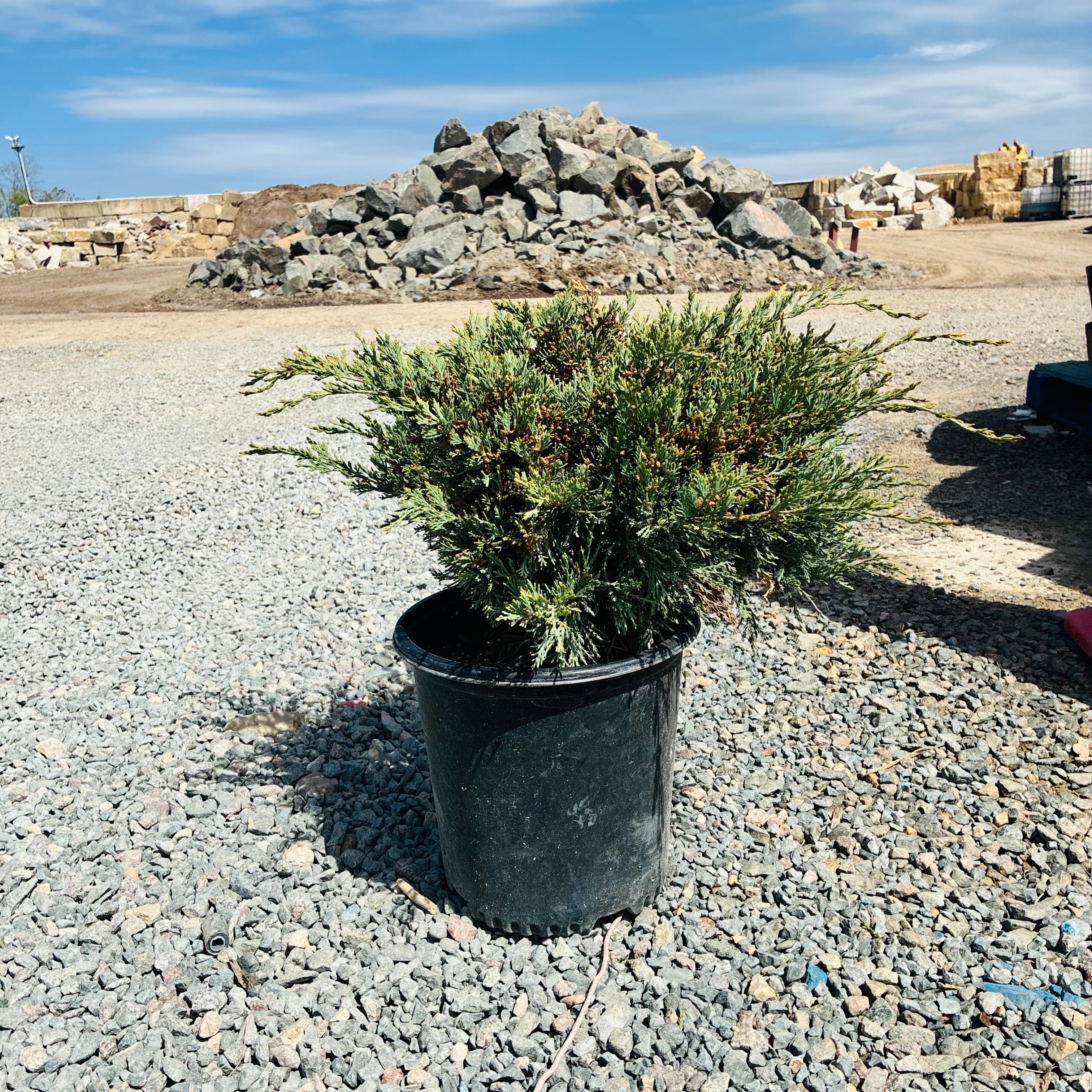 Hughes Juniper (Juniperus horizontalis 'Hughes') — Minnetonka, MN