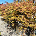 Ice Dragon Maple — Plymouth, MN