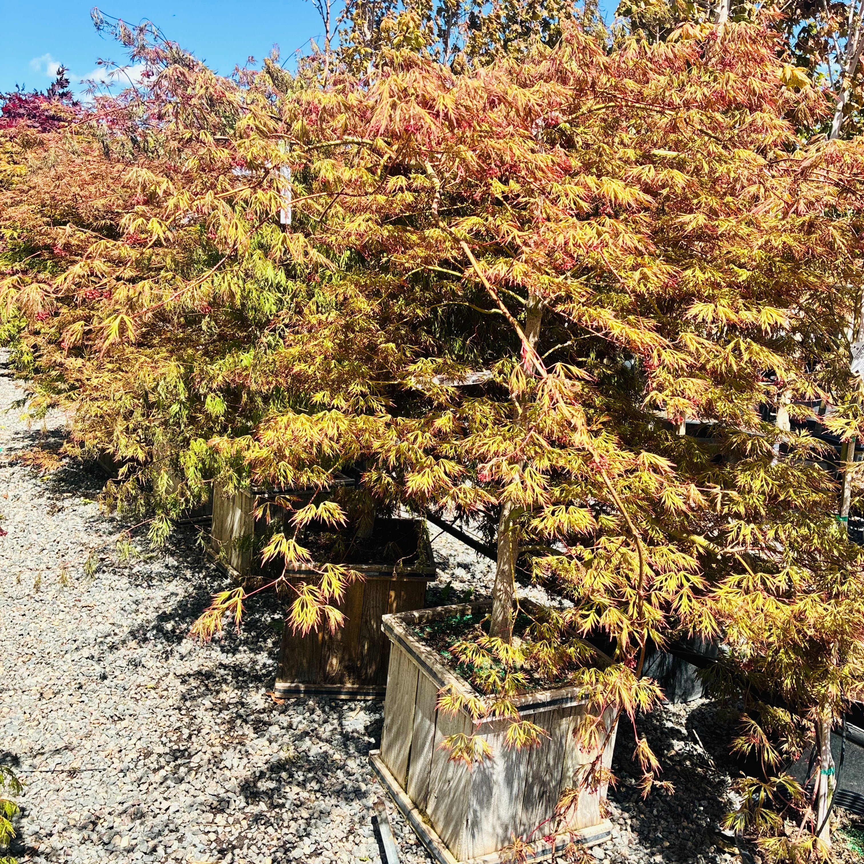 Ice Dragon Maple — Plymouth, MN
