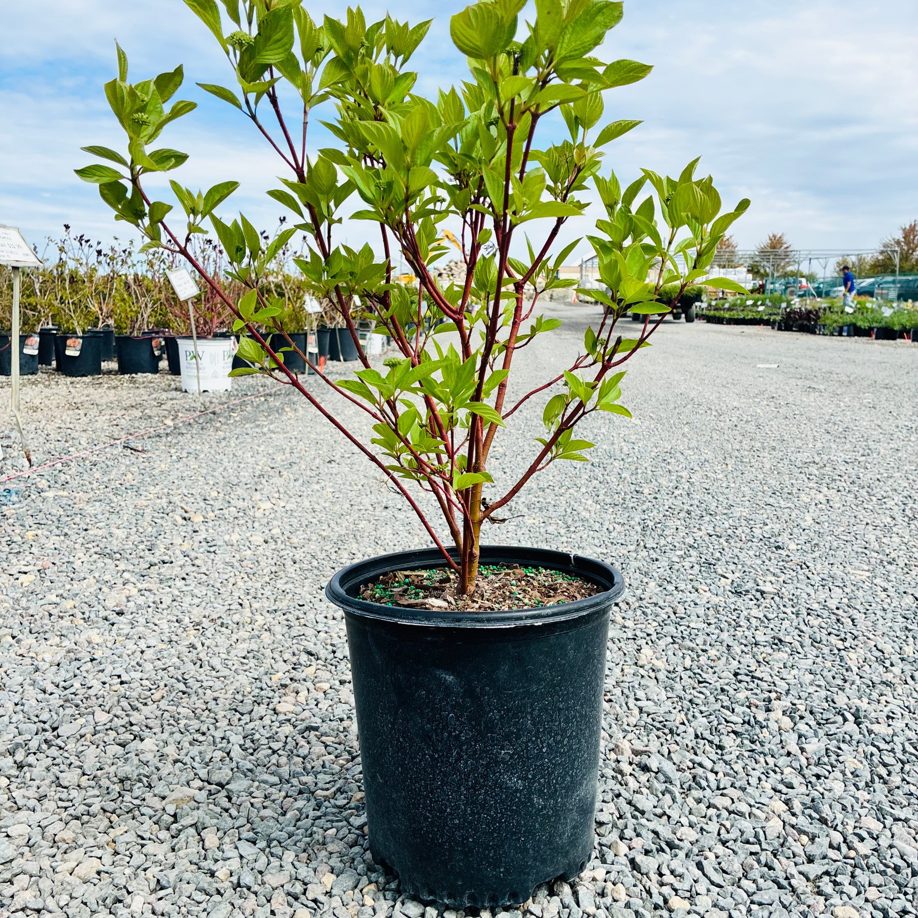 Isanti Dogwood (Cornus sericea 'Isanti') — Eden Prairie, MN