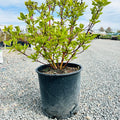 Isanti Dogwood (Cornus sericea 'Isanti') in nursery container — Woodbury, MN