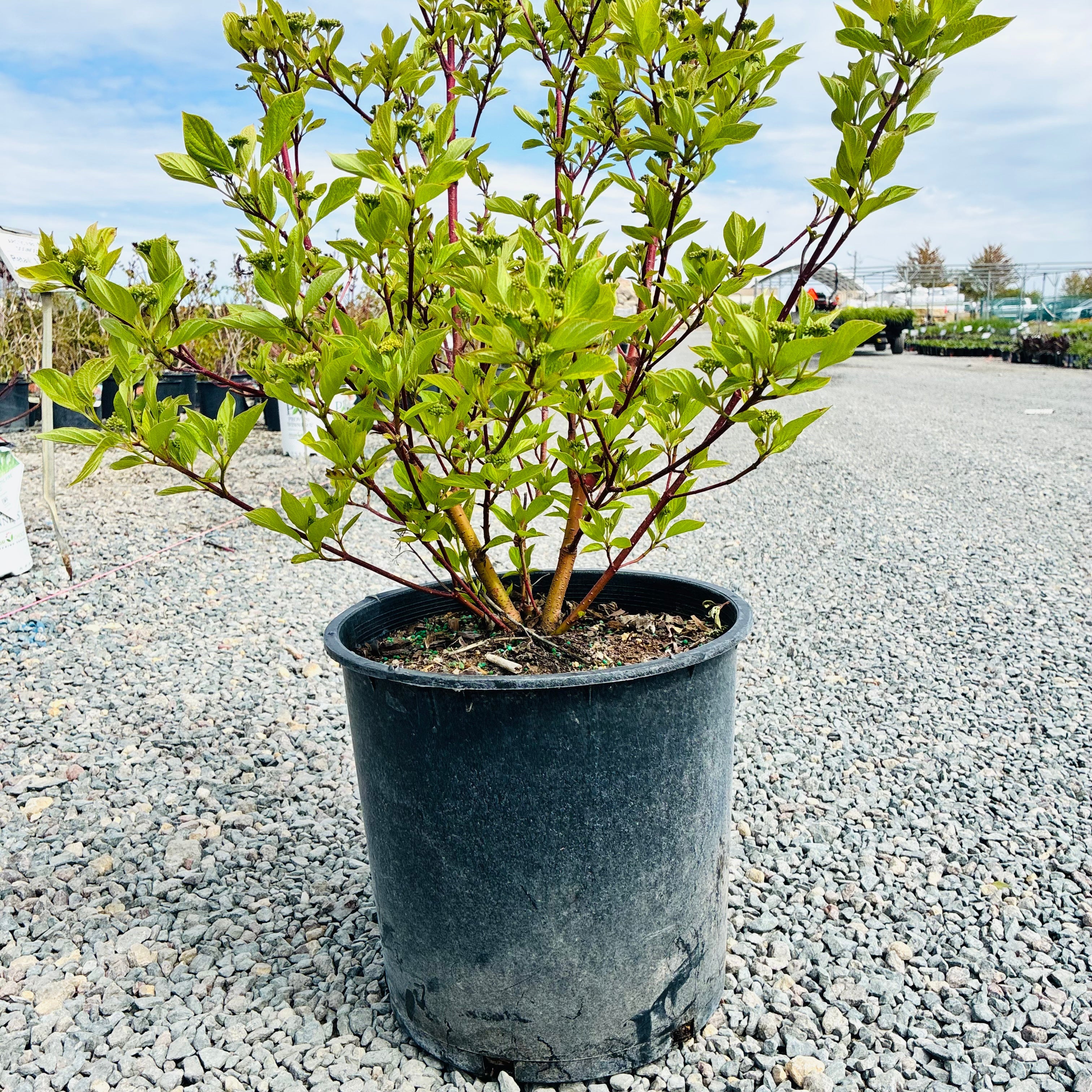 Isanti Dogwood (Cornus sericea 'Isanti') in nursery container — Woodbury, MN