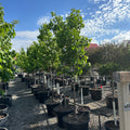 Ivory Silk Japanese Tree Lilac (Syringa reticulata 'Ivory Silk') — Minnetonka, MN