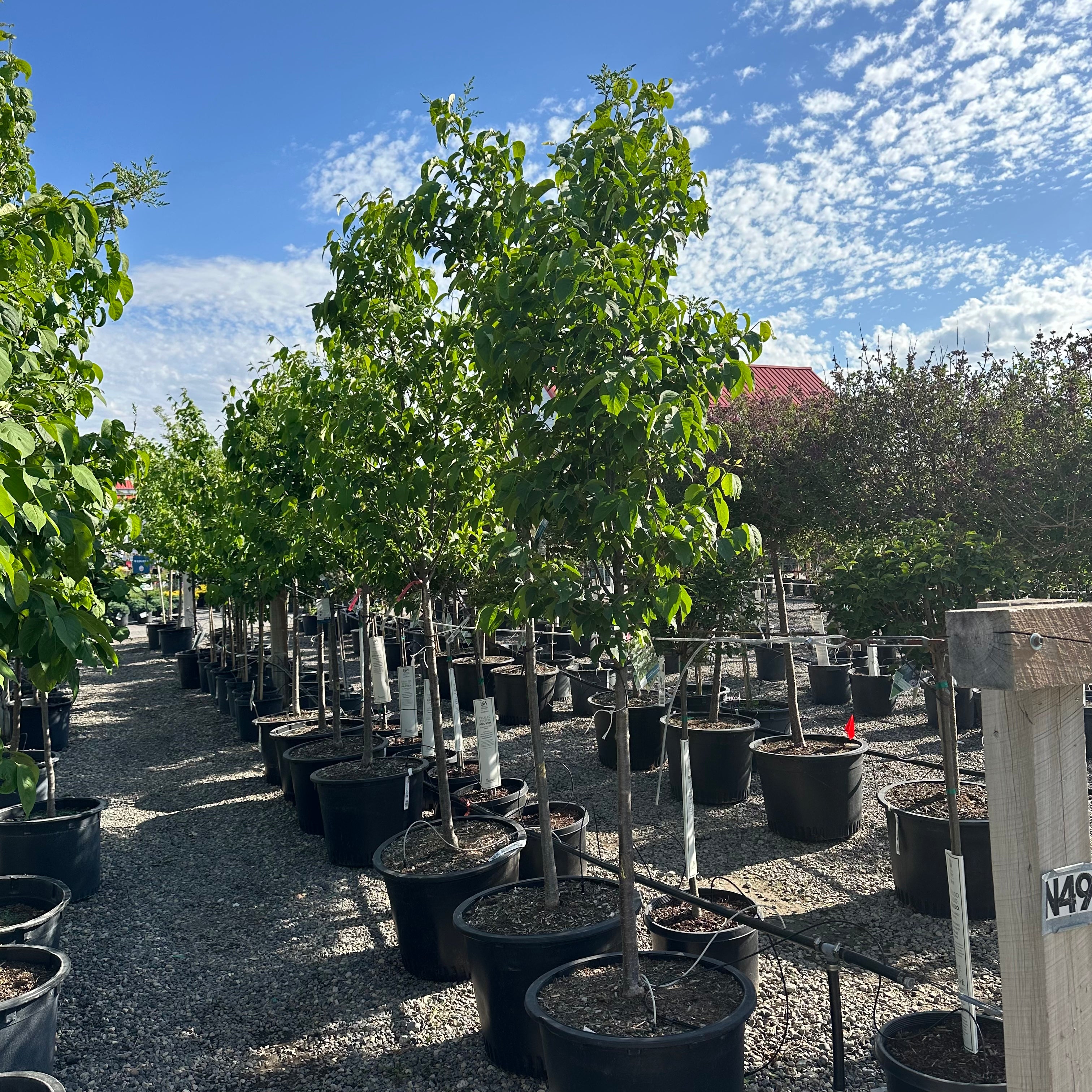 Ivory Silk Japanese Tree Lilac (Syringa reticulata 'Ivory Silk') — Minnetonka, MN