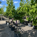 Japanese Tree Lilac (Syringa reticulata 'Japanese Tree Lilac') — Edina, MN
