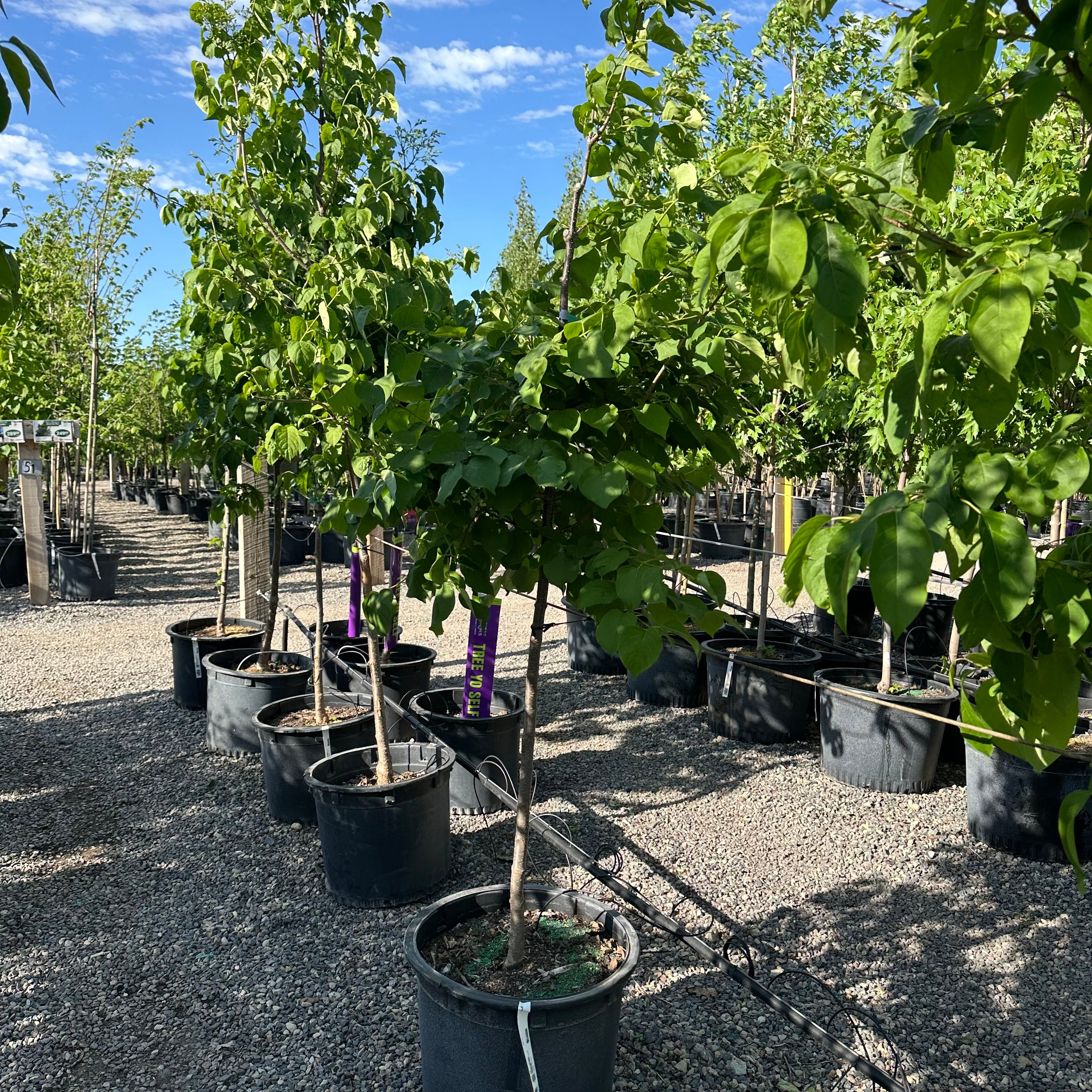 Japanese Tree Lilac (Syringa reticulata 'Japanese Tree Lilac') — Edina, MN