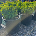 Japanese White Spirea — Woodbury, MN