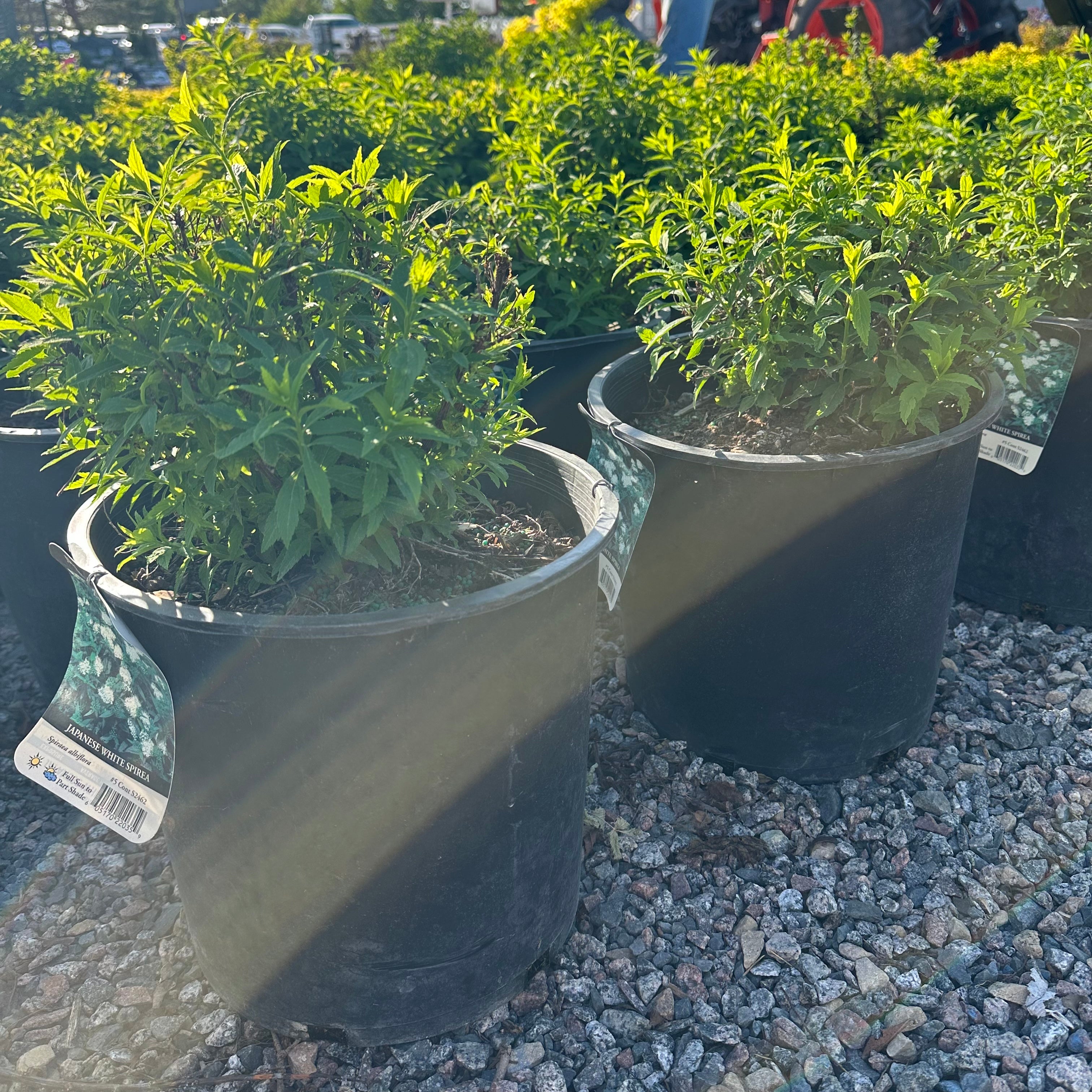 Japanese White Spirea — Woodbury, MN