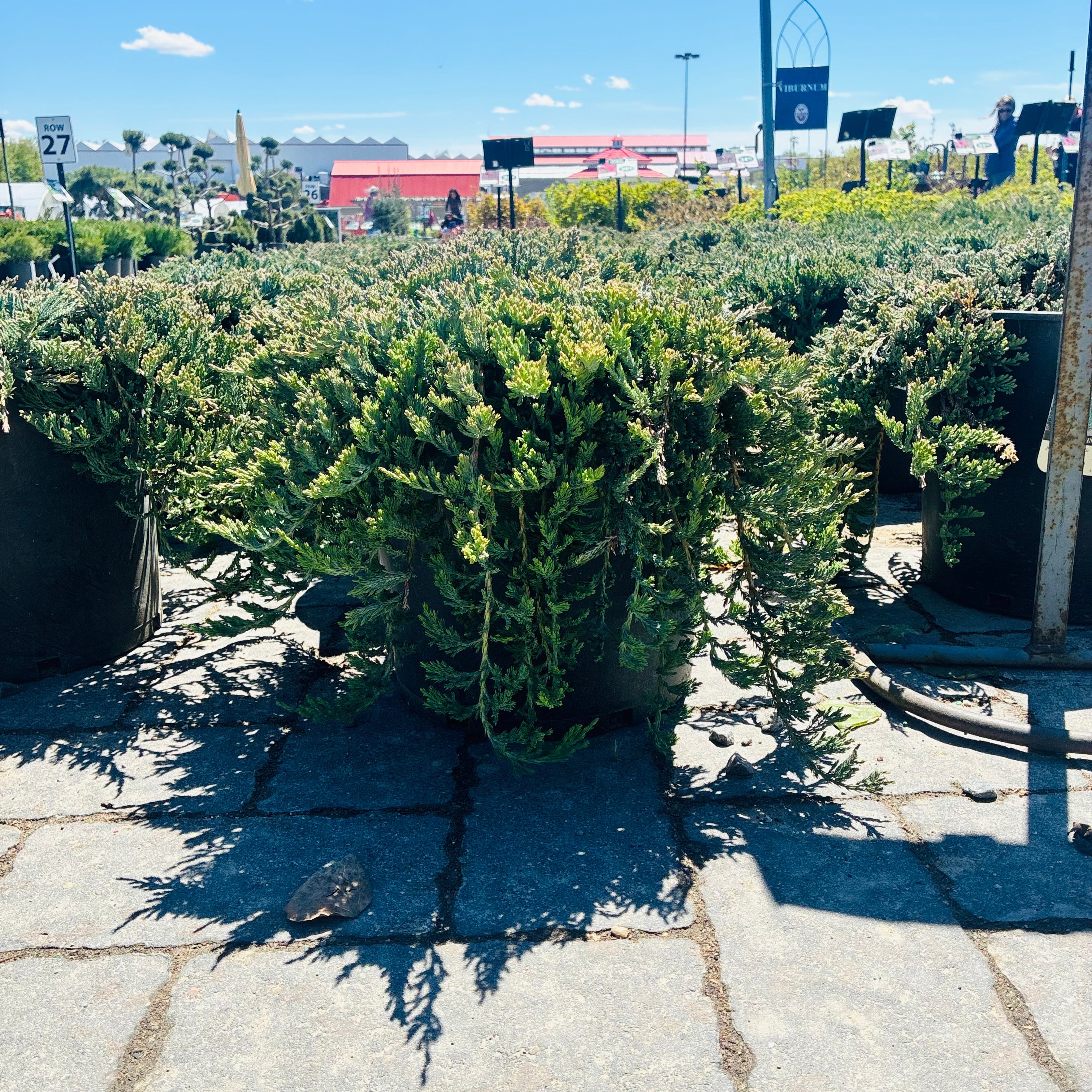 Blue Prince Juniper in nursery container — Twin Cities, MN