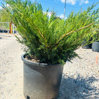Scandia Juniper (Juniperus sabina 'Scandia') foliage detail — Edina, MN