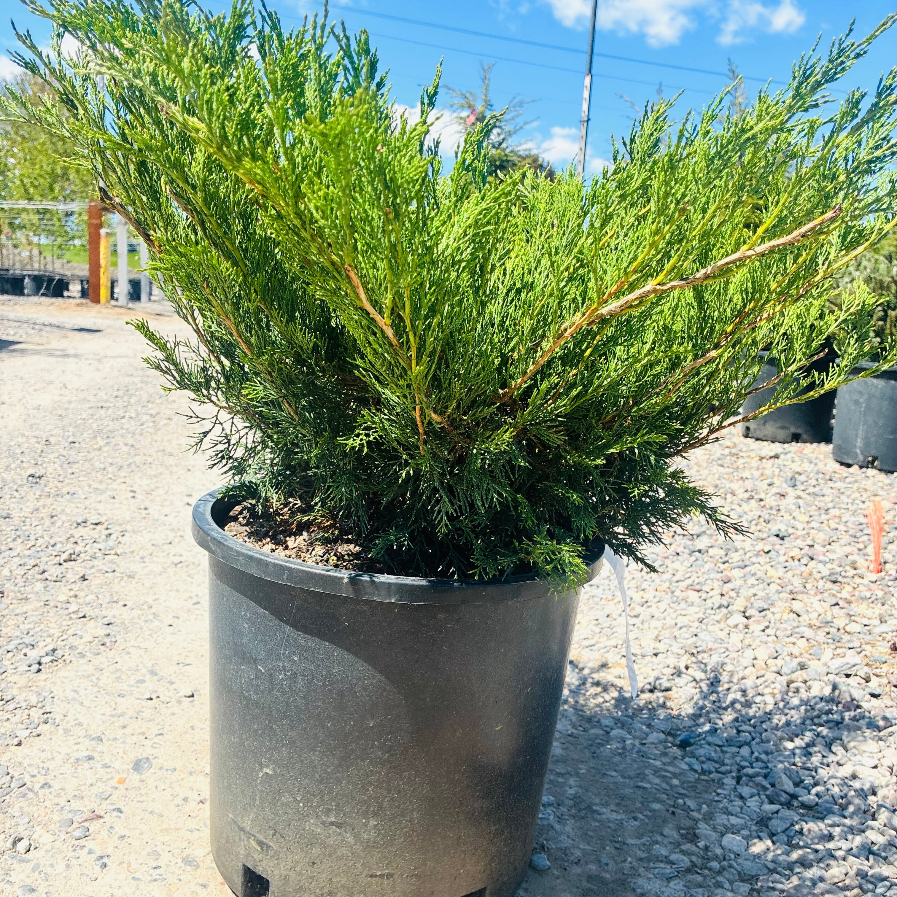 Scandia Juniper (Juniperus sabina 'Scandia') foliage detail — Edina, MN