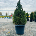 Spartan Juniper (Juniperus chinensis 'Spartan') — Edina, MN