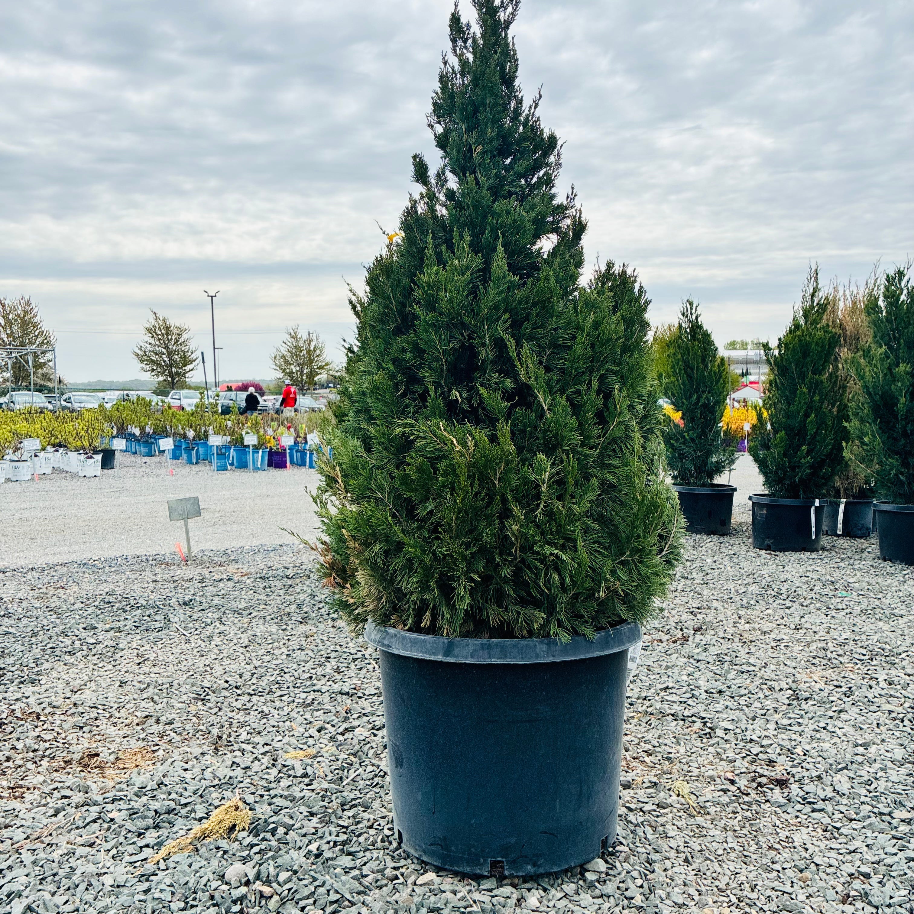 Spartan Juniper (Juniperus chinensis 'Spartan') — Edina, MN
