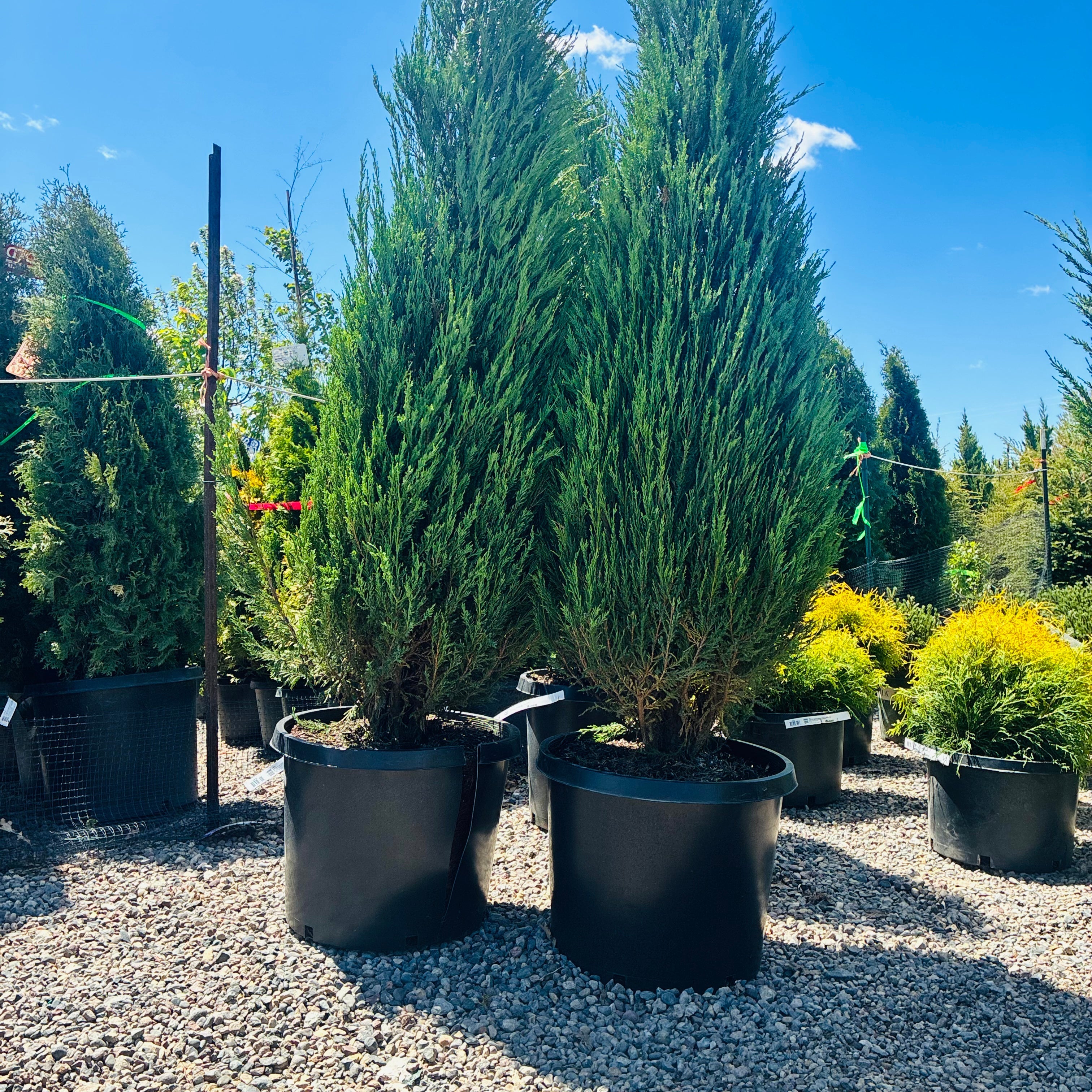 Blue Arrow Juniper in nursery container — Woodbury, MN