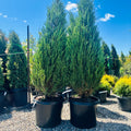 Blue Arrow Juniper — Eden Prairie, MN