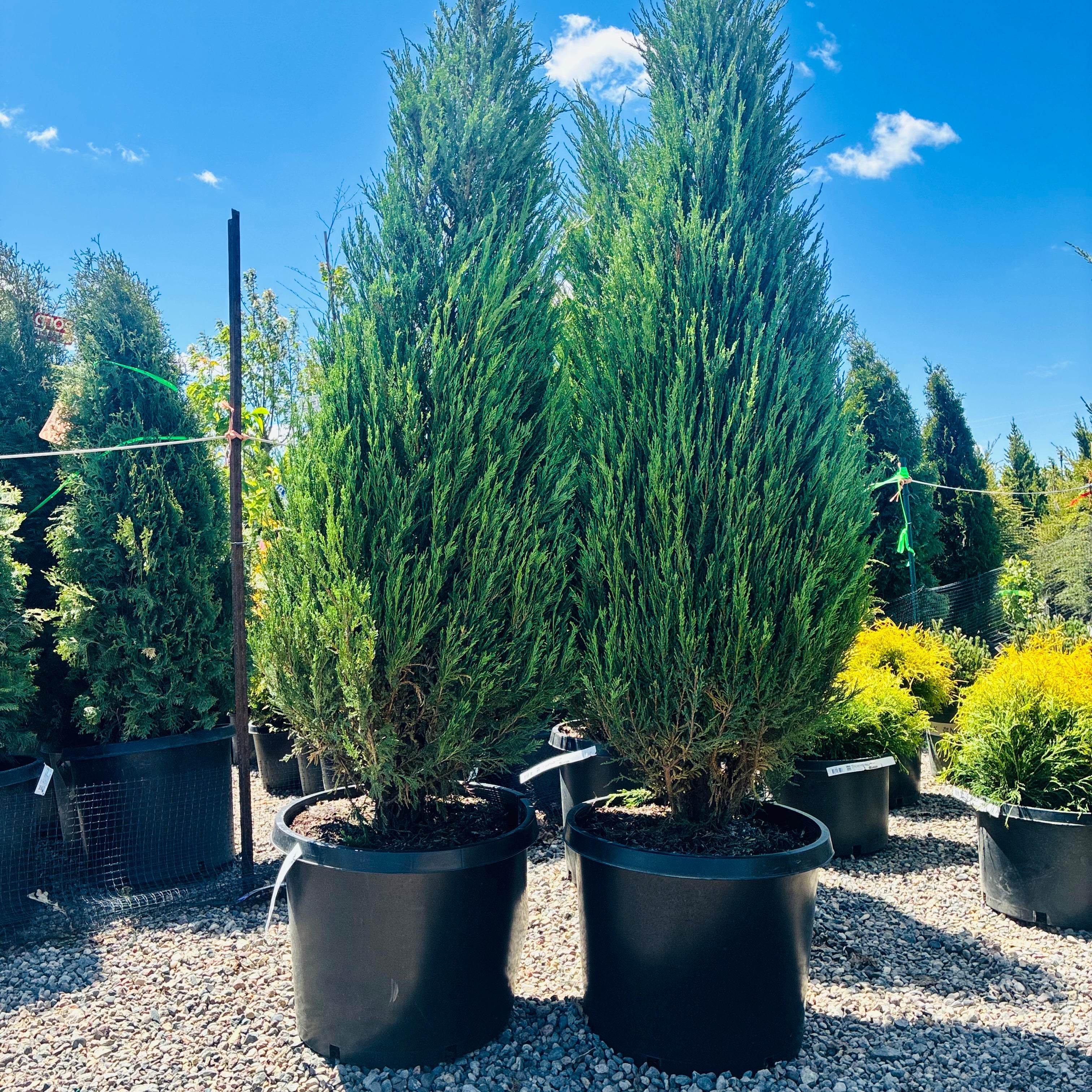 Blue Arrow Juniper — Eden Prairie, MN