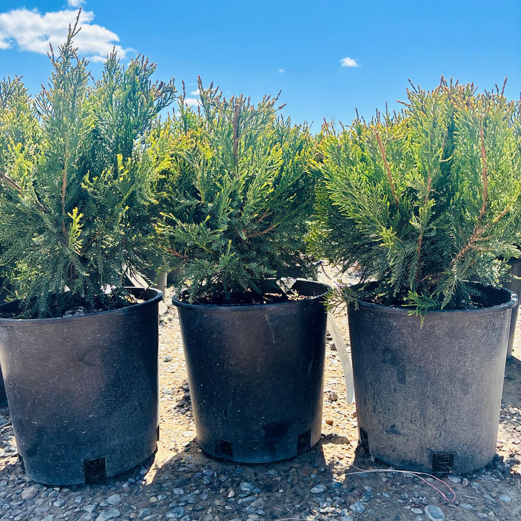 Sea Green Juniper (Juniperus chinensis 'Sea Green') in landscape setting — Eden Prairie, MN